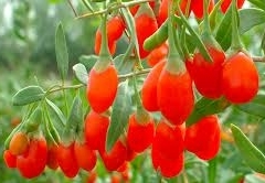 Goji Berry